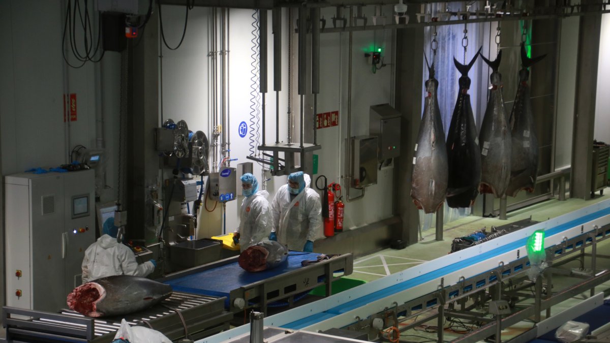 Trabajadores de Balfegó procesando atunes en las nuevas instalaciones del grupo en l'Ametlla de Mar.
