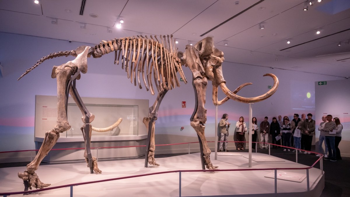 El esqueleto del mamut que se pueden contemplar en CaixaForum Tarragona.