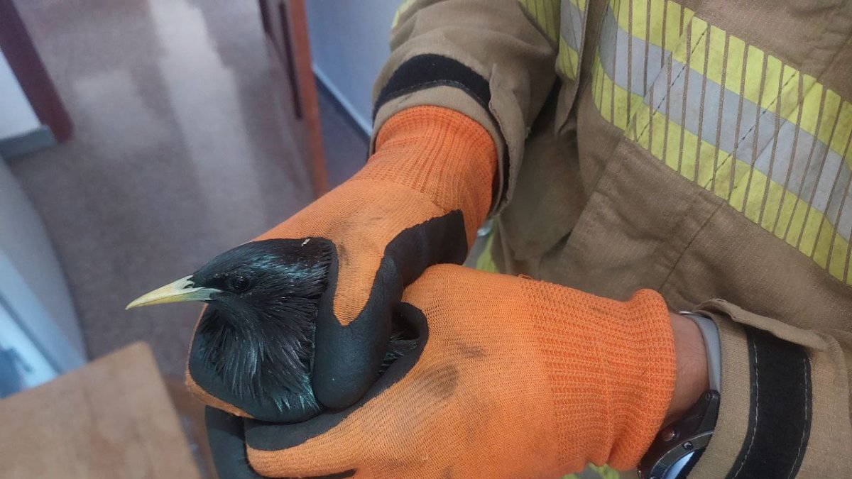 Imatge de la merla rescatada a l'Arboç