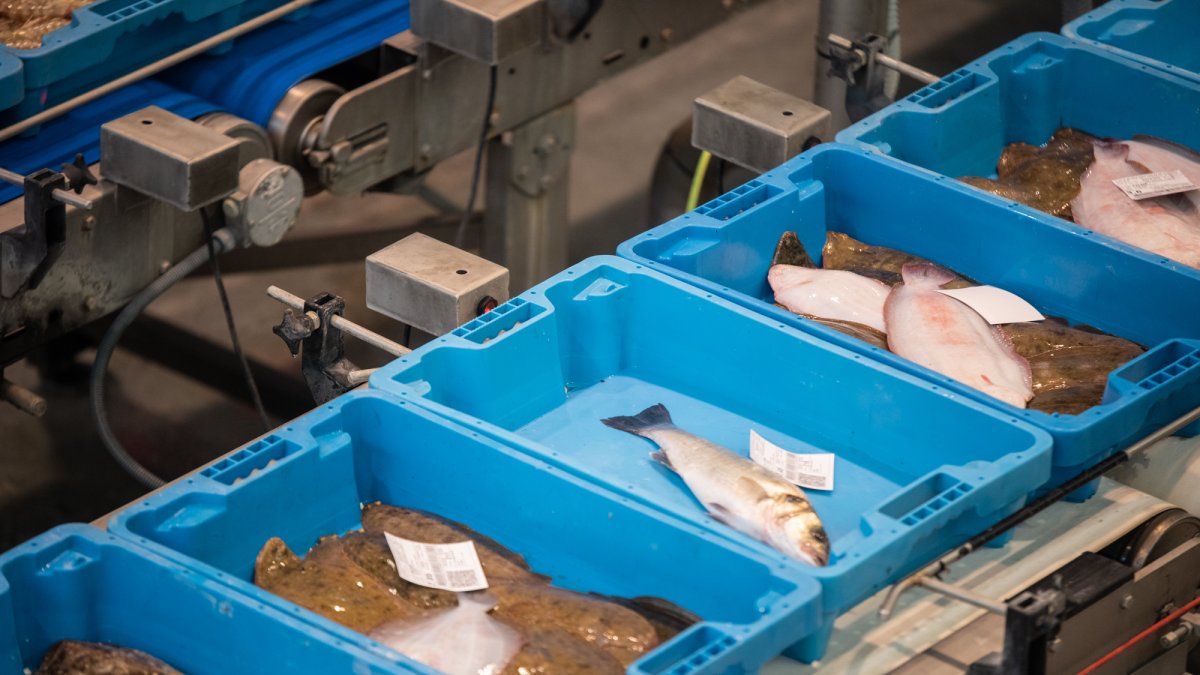 Varias cajas de pescado en la lonja de la Ràpita.