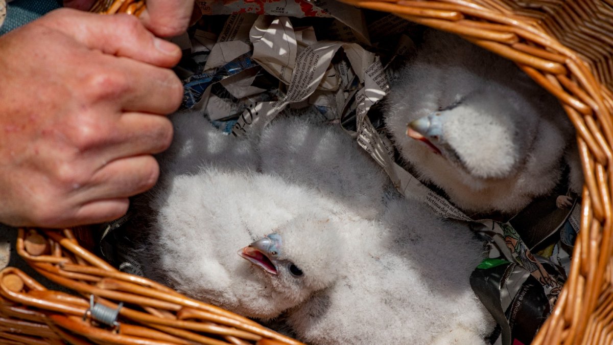 Imatge de l'anellament dels polls de falcó pelegrí.