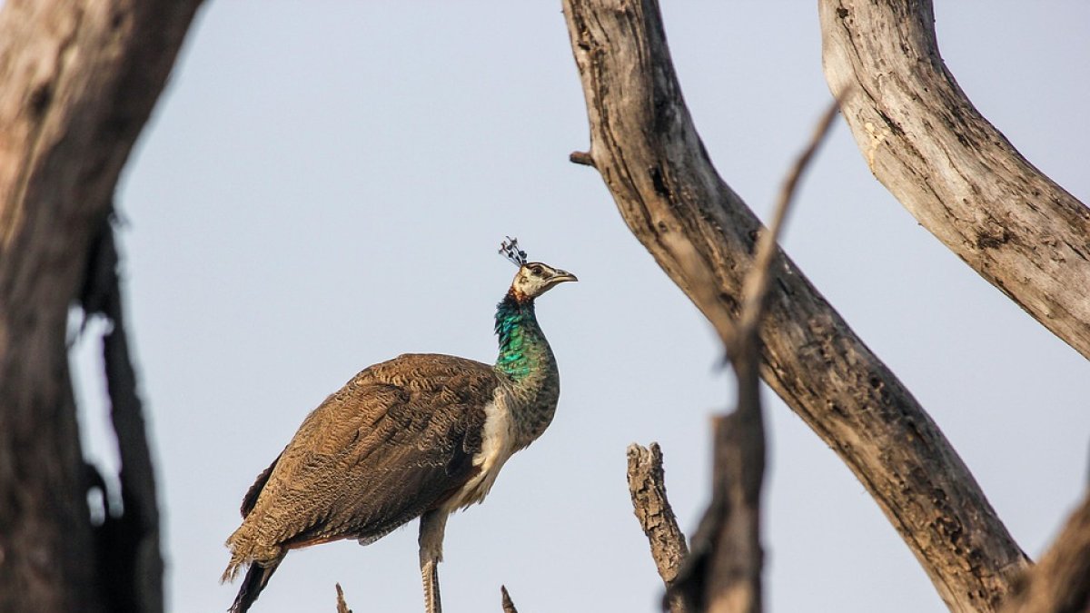 Imagen de recurso de un pavo real en un árbol.