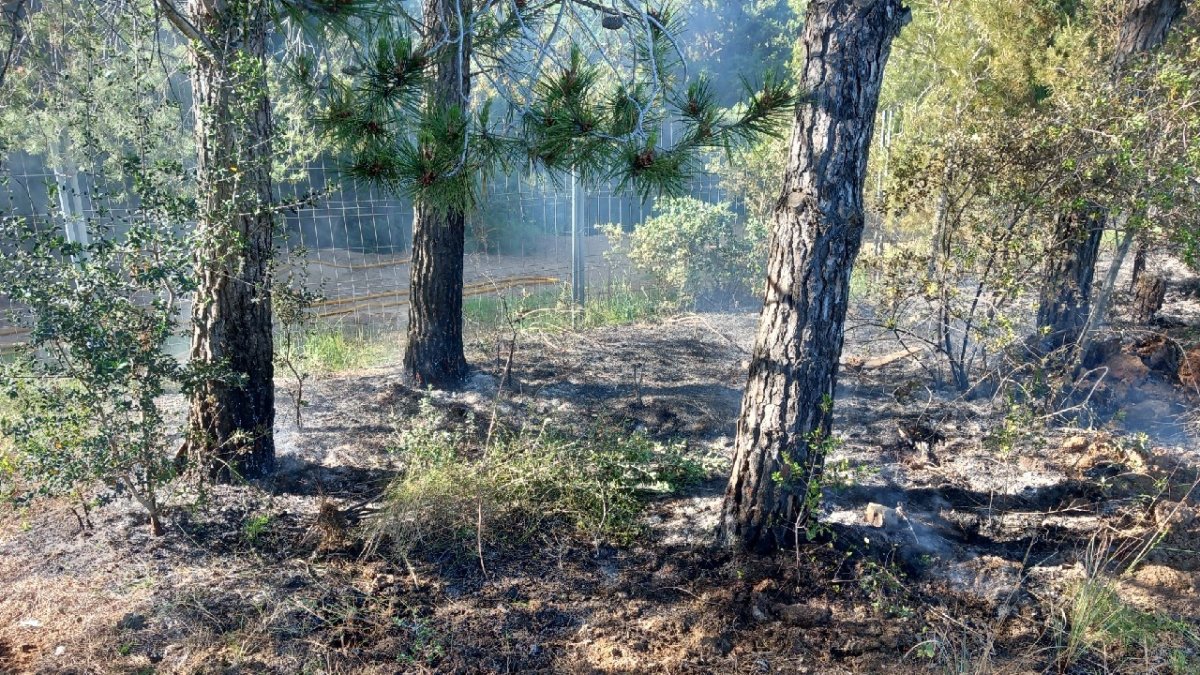 Imagen de la zona boscosa afectada en la Selva del Camp