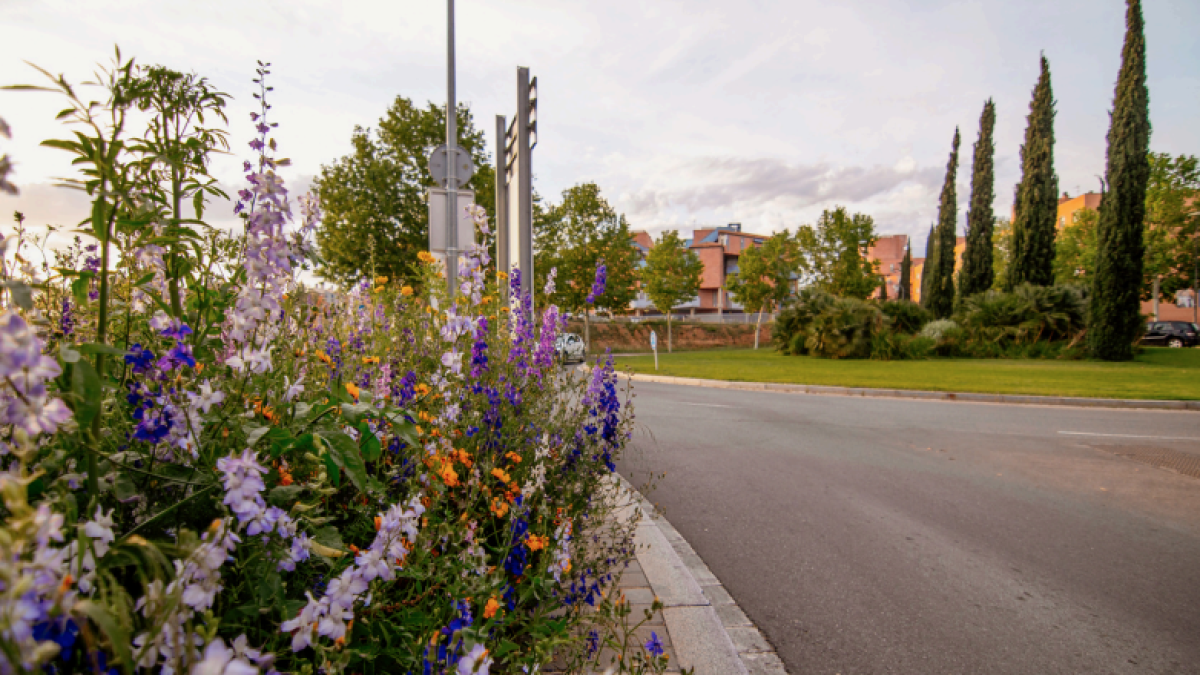 Fotografia d’un arbust al barri Gaudí.