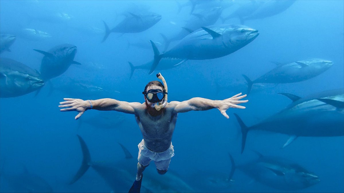 Imatge d’una persona nadant juntament amb tonyines vermelles.