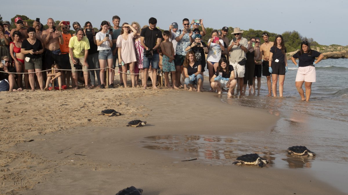 Cinc tortugues fent les seves primeres passes cap a la llibertat.