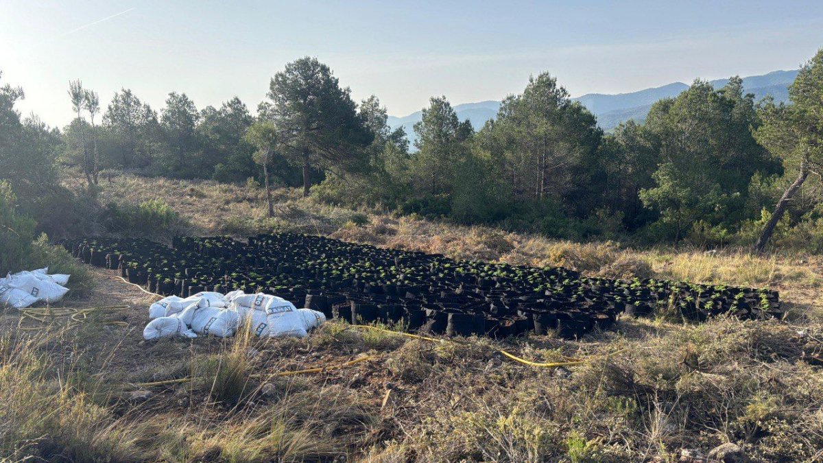 Imagen de la plantación desmantelada por los Mossos.