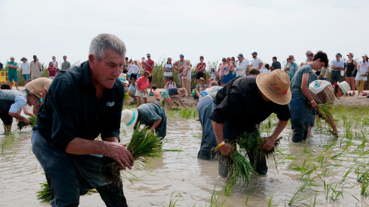 Un grup de plantadors sembren l'arròs de forma tradicional a la finca de la Bombita de Deltebre