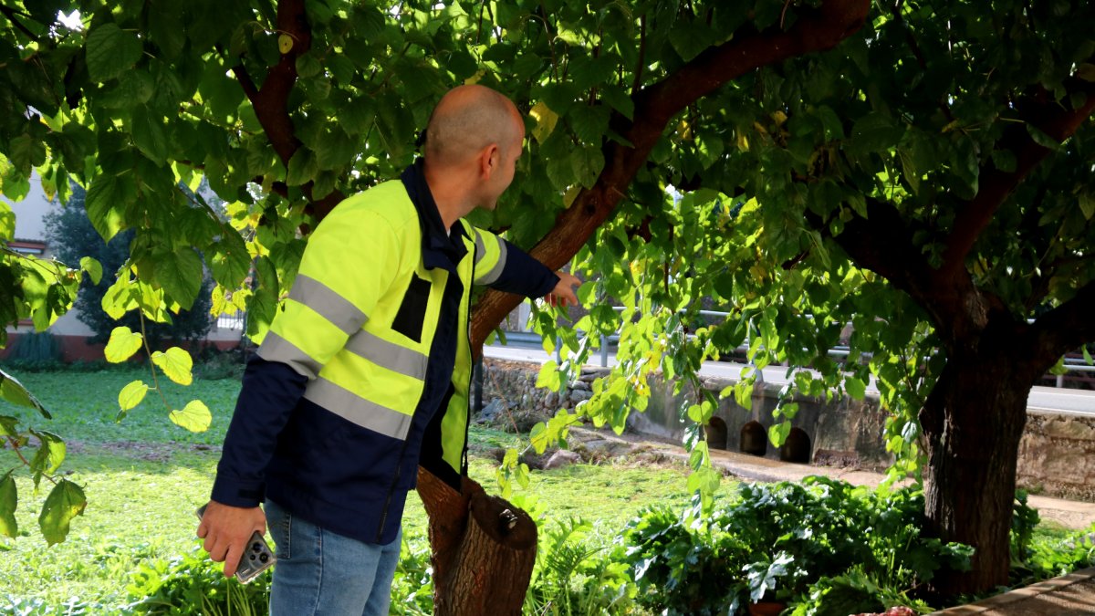 L'alcalde dels Valentins, Alexis Agramunt, assenyala els tres petits tubs del barranc de Sorolla que col·lapsen quan plou molt.