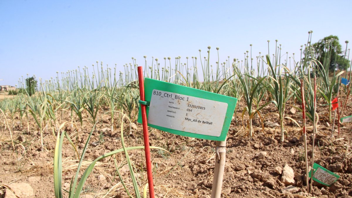 Imagen de los terrenos donde se cultivan ajos en el marco del espacio test agrario de Belltall