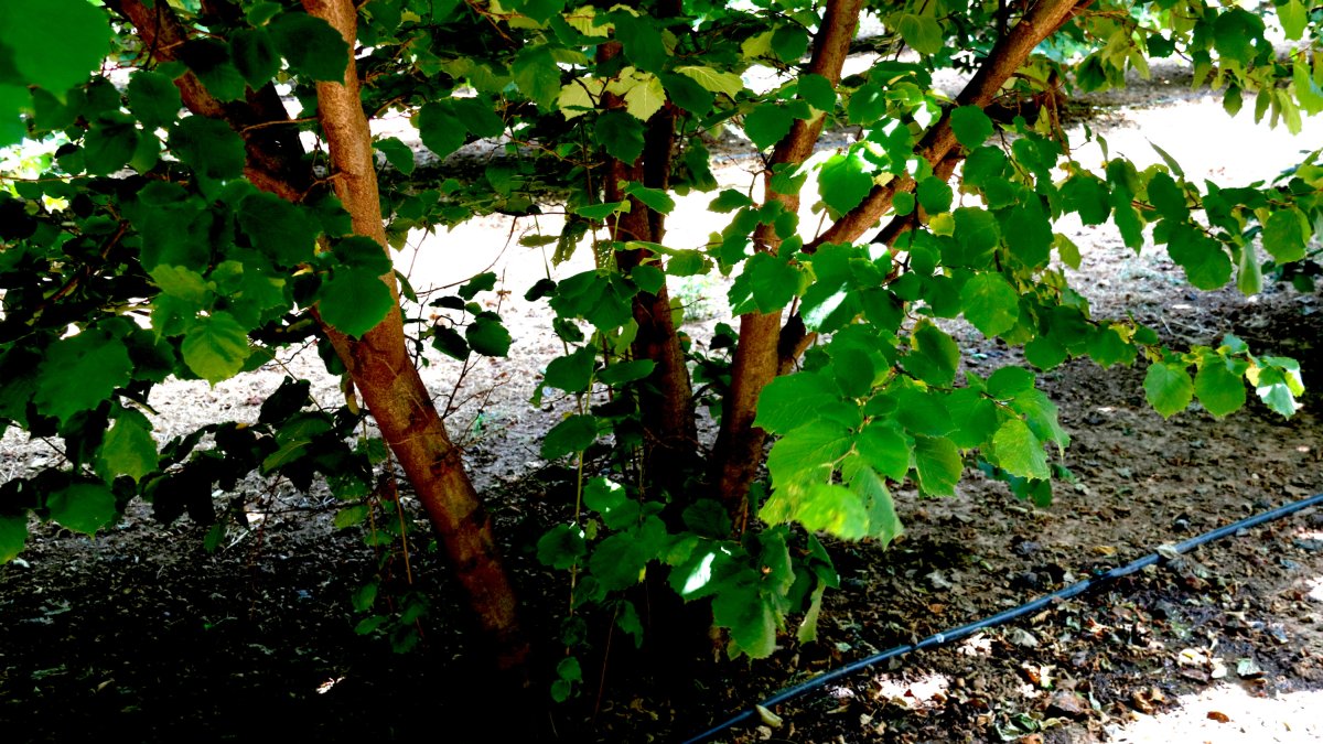 Pie de un avellano con riego en una finca de la Selva del Camp.