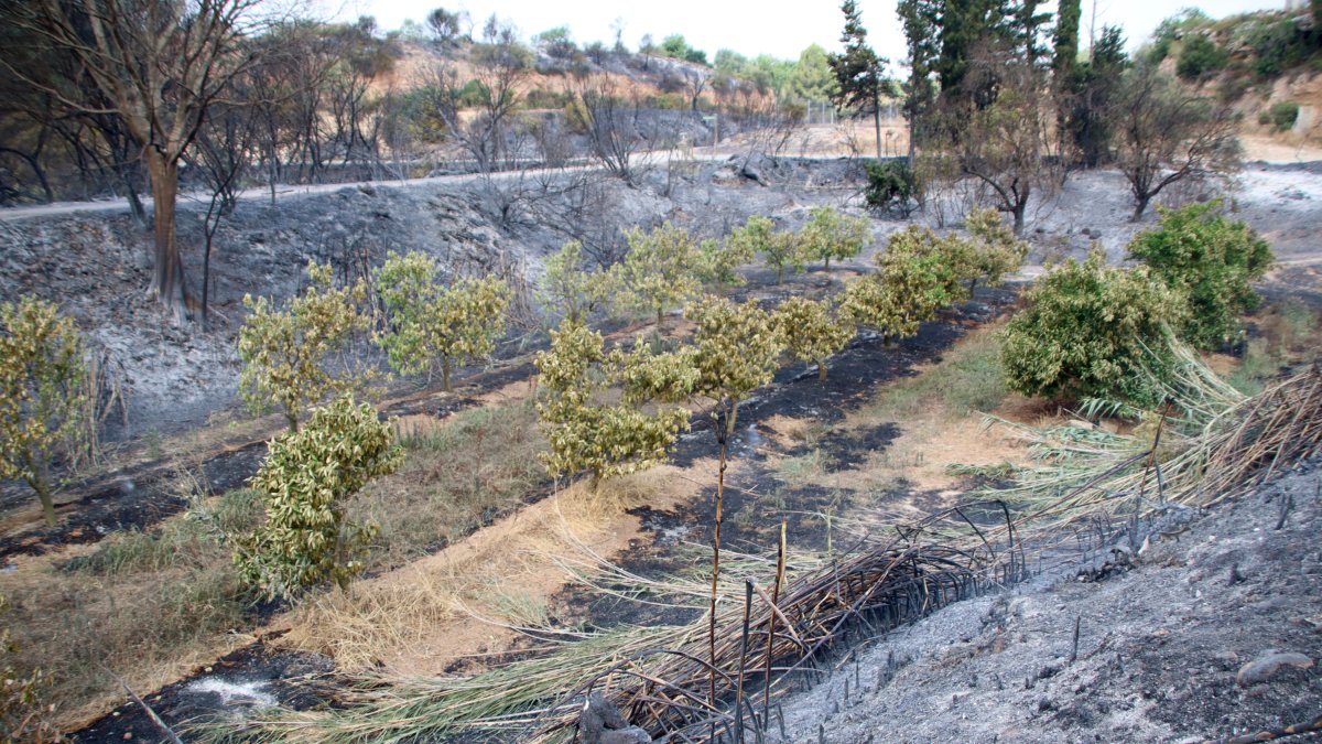 Les flames van arribar a escassos 200 metres d'Aldover i van cremar vorals i camps.