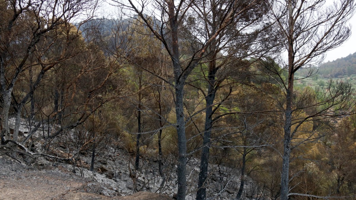 Part calcinada per l'incendi de Paüls a Alfara de Carles