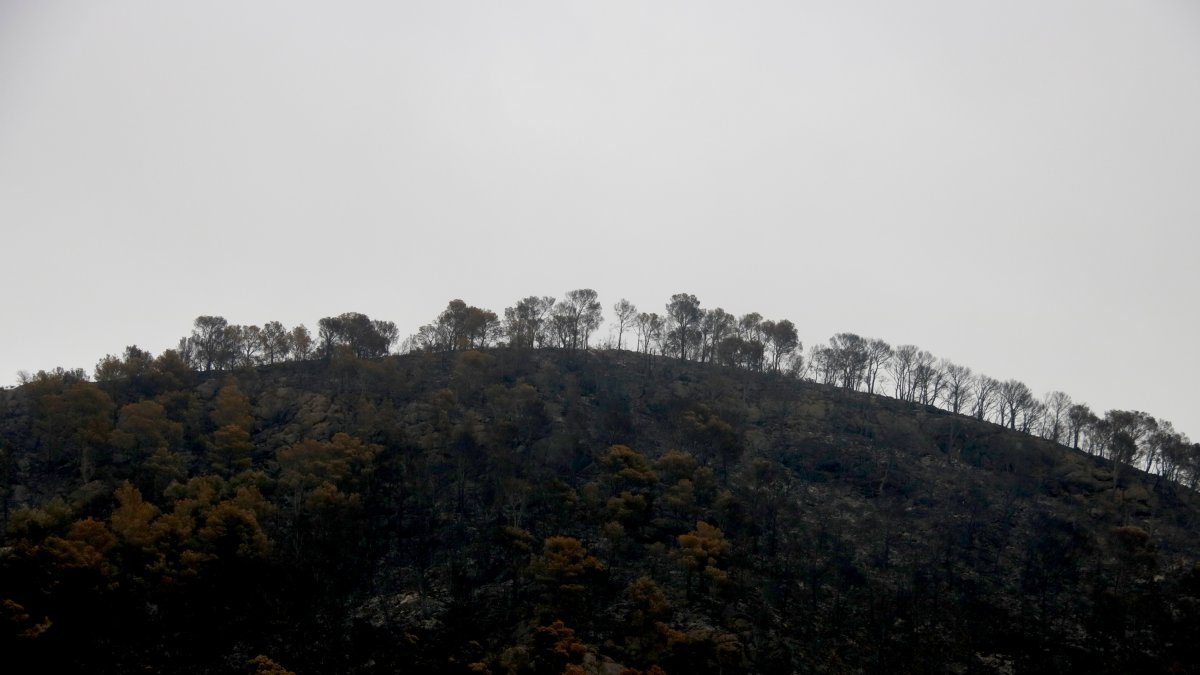 Una muntanya cremada per l'incendi de Paüls