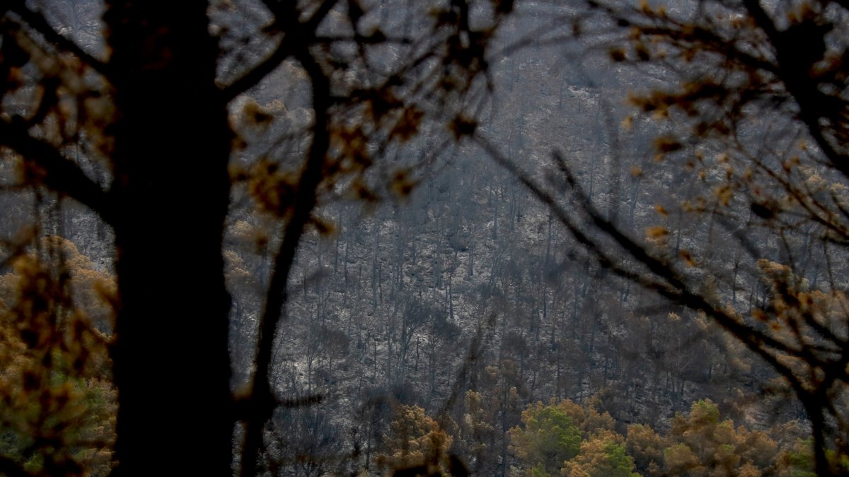 El bosc totalment calcinat per l'incendi de Paüls.