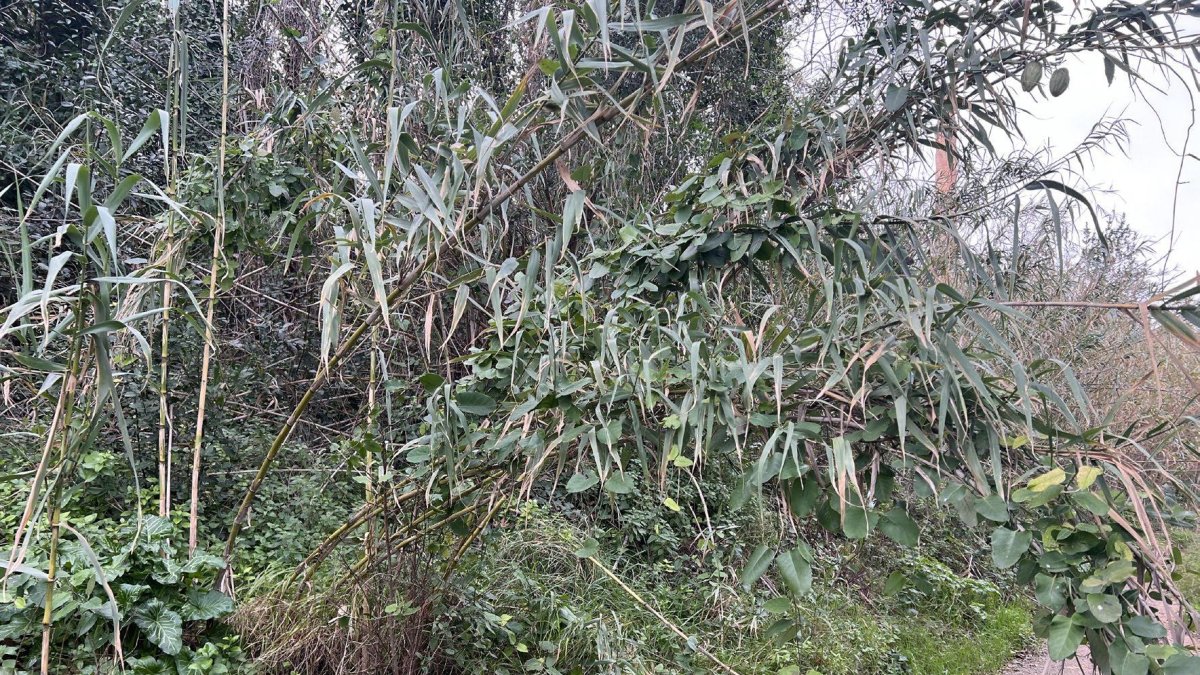 Imatge del barranc del Molí de Reus.