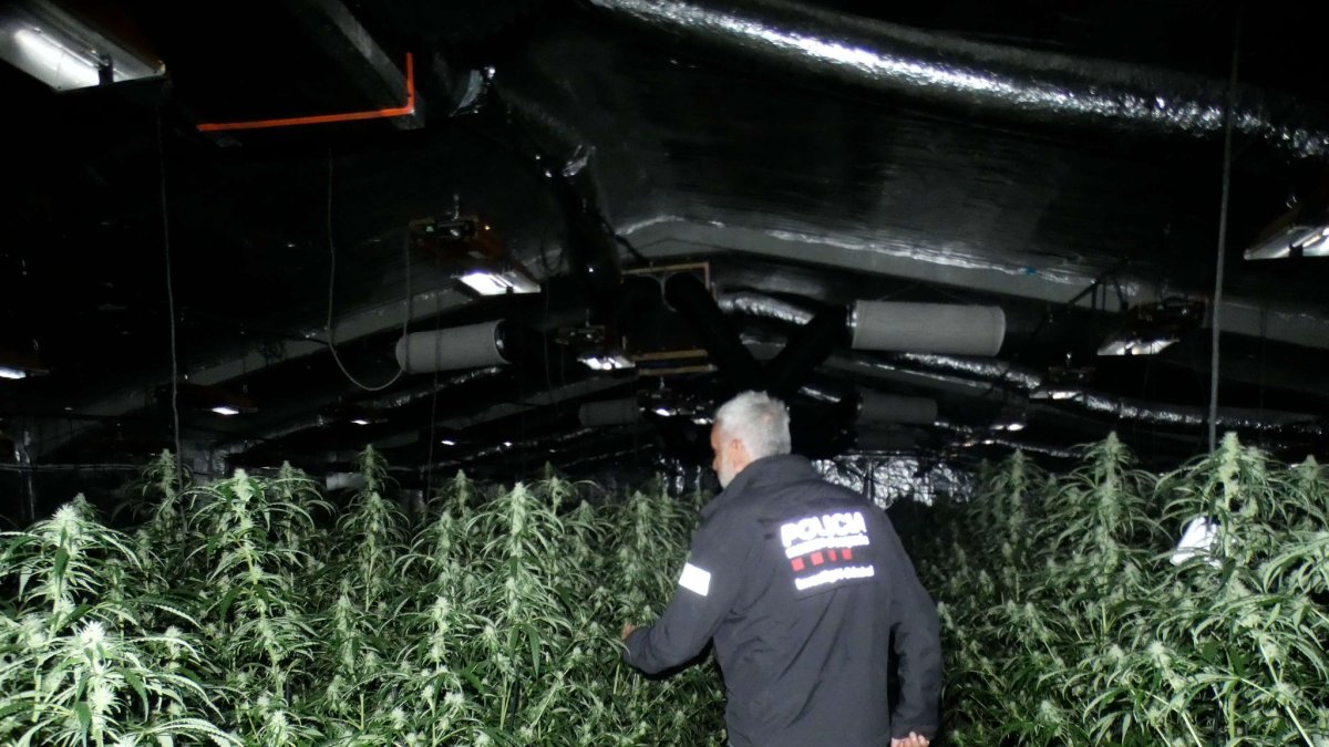 Un agent dels Mossos d'Esquadra observa plantes de marihuana a l'interior d'una antiga fàbrica de pinzells a la Sénia.
