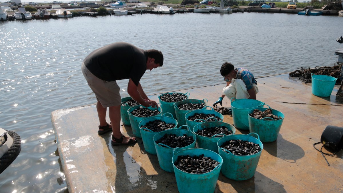 L'Amir y Jonatan, dos productores de mejillón del Delta, trabajan durante uno de los últimos días de la temporada.