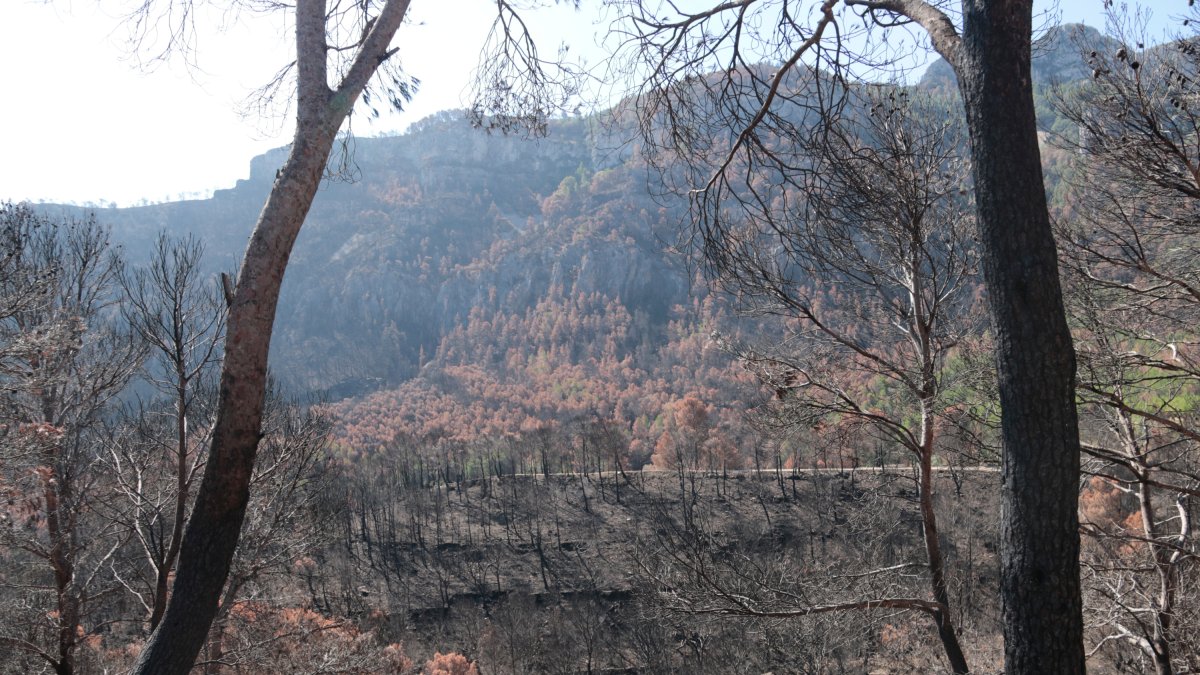 Imatge de la zona afectada per l'incendi a Paüls