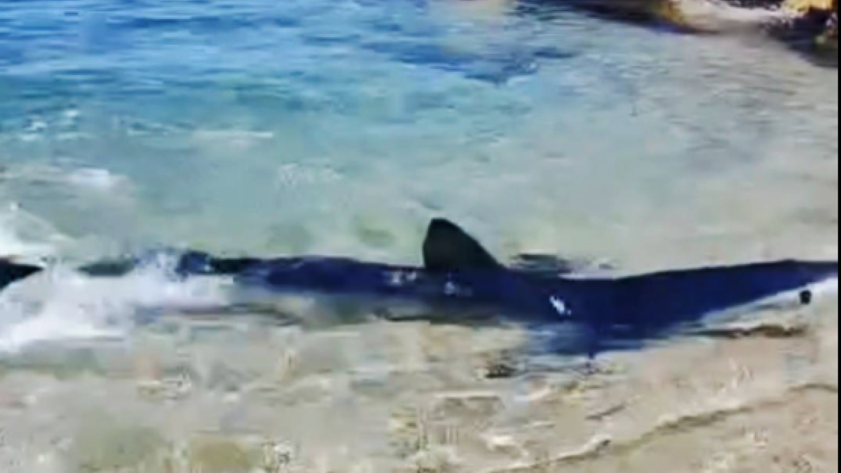 Imatge del tauró a tocar de la costa a la platja de l'Alguer, a l'Ametlla de Mar.