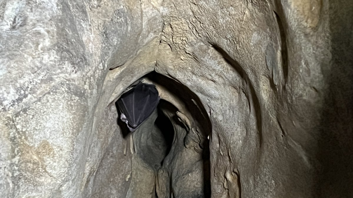Un ratpenat agafat a la roca.