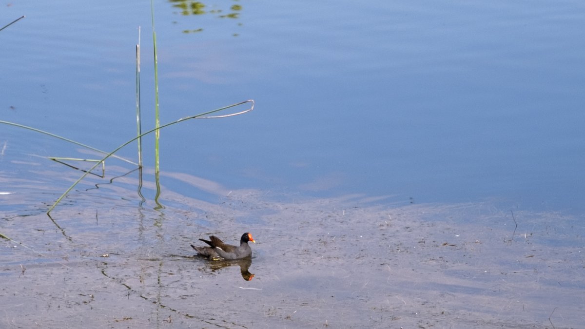 Laguna del Parque de la Anilla Mediterránea.