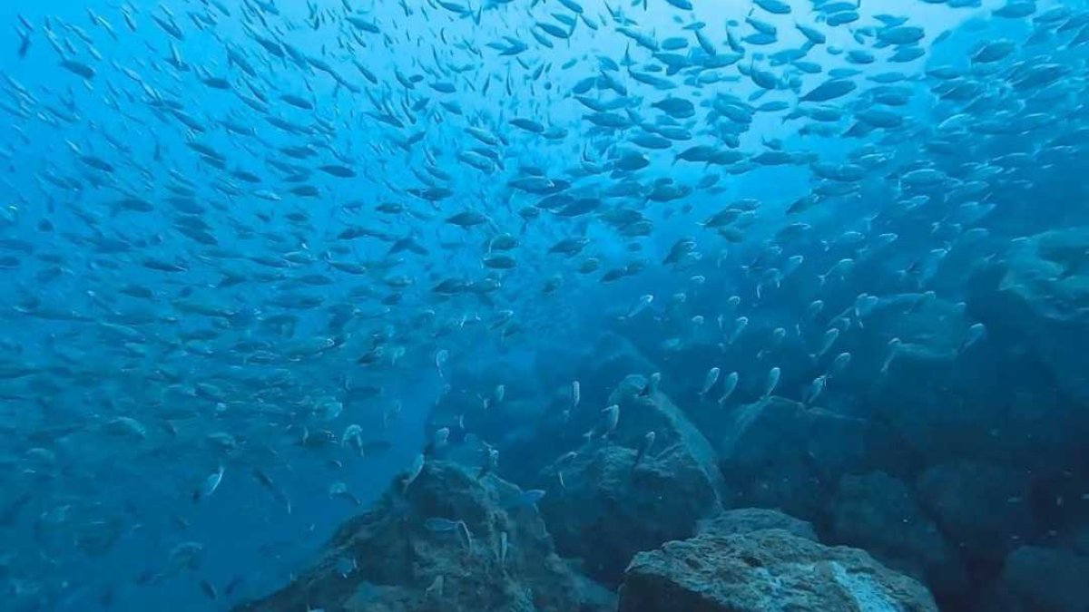 Las diferentes formas geométricas permiten que multitud de especies encuentren refugio, zonas de cría y alimentación.