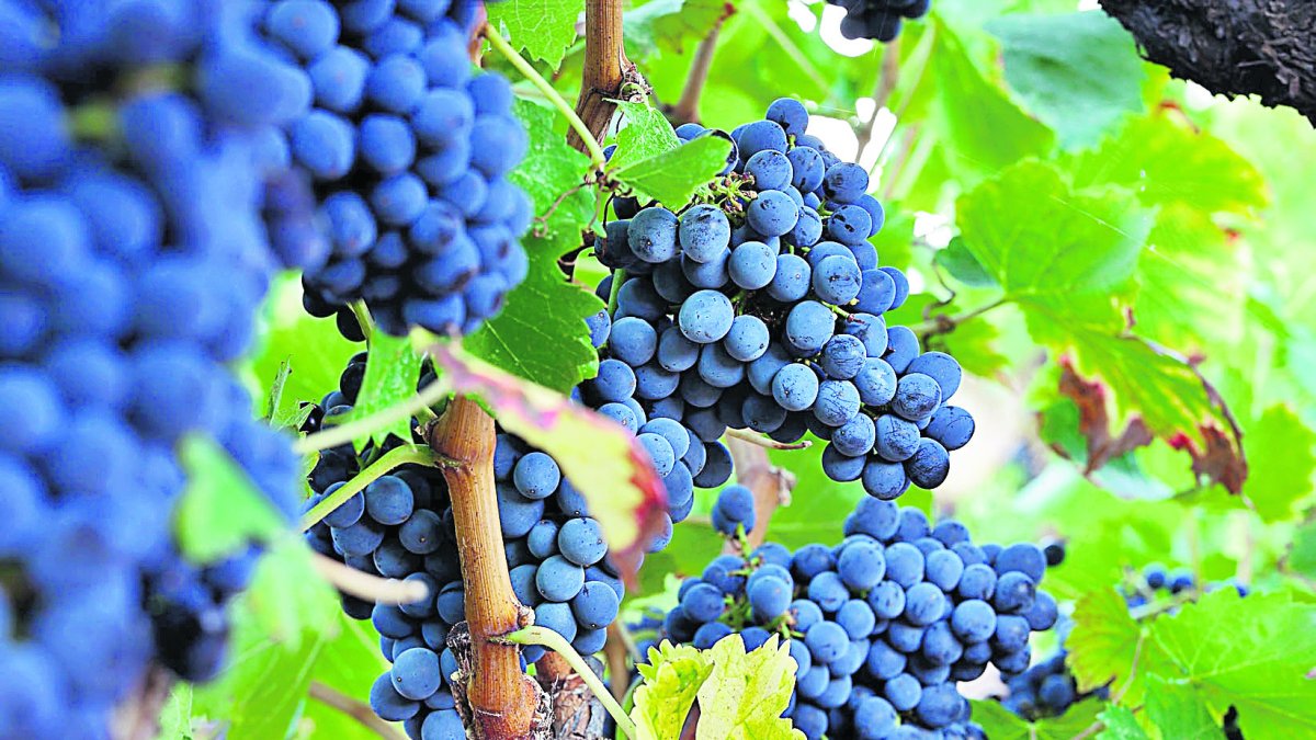 La recuperación de la producción es fruto de las lluvias caídas durante el otoño de 2024.