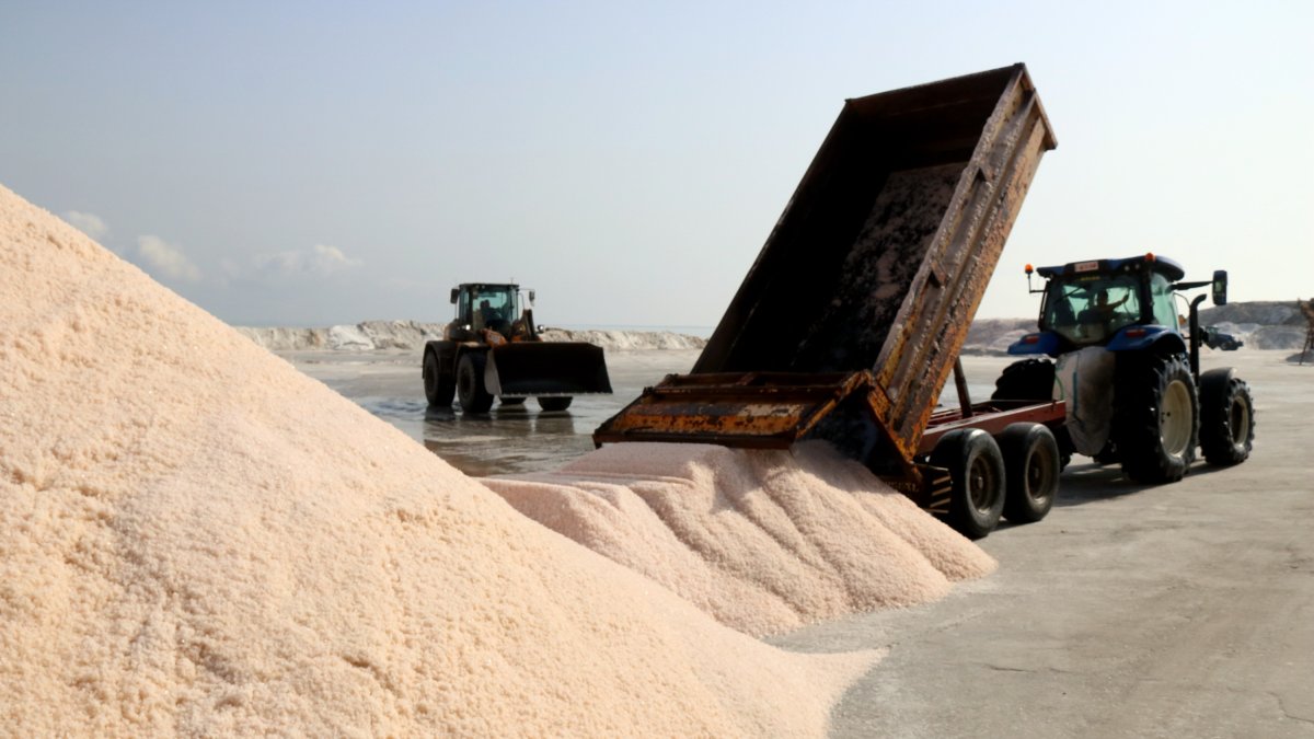 Descarga de sal recolectada en las salinas de la punta de la Banya.