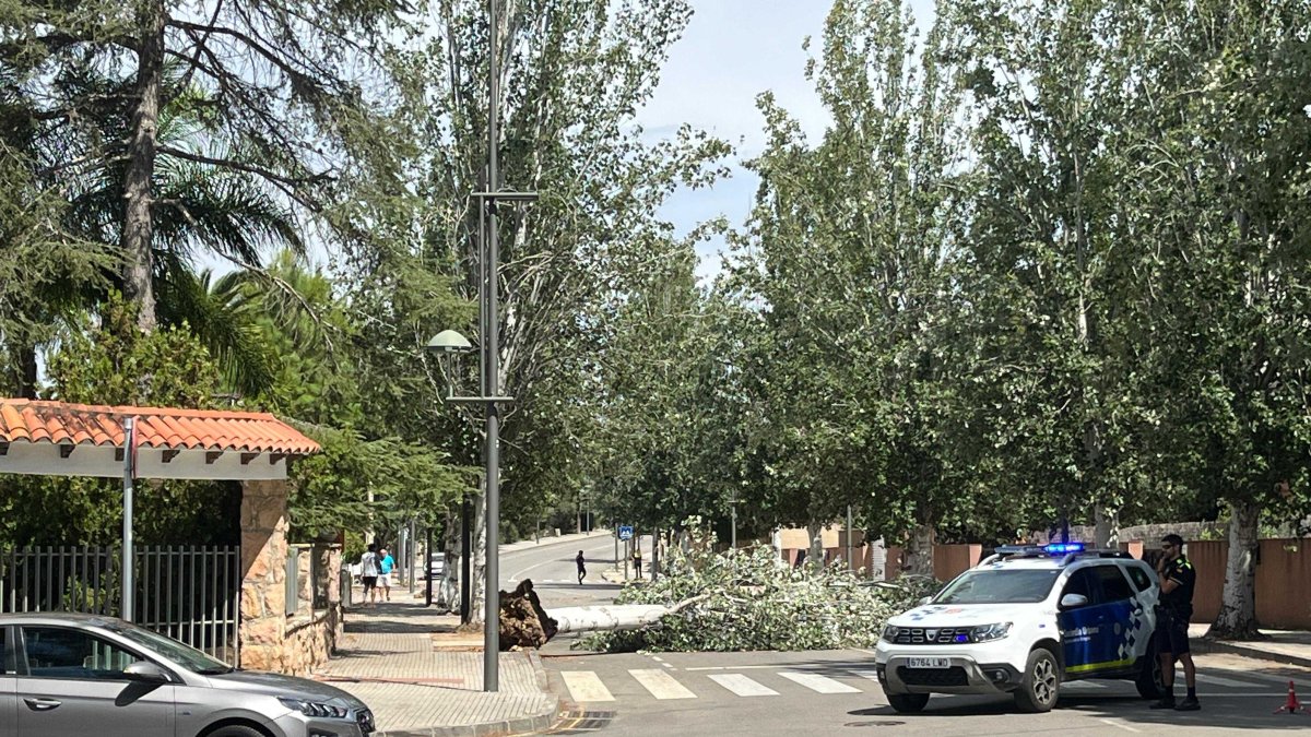 Imagen del árbol caído en la Móra.