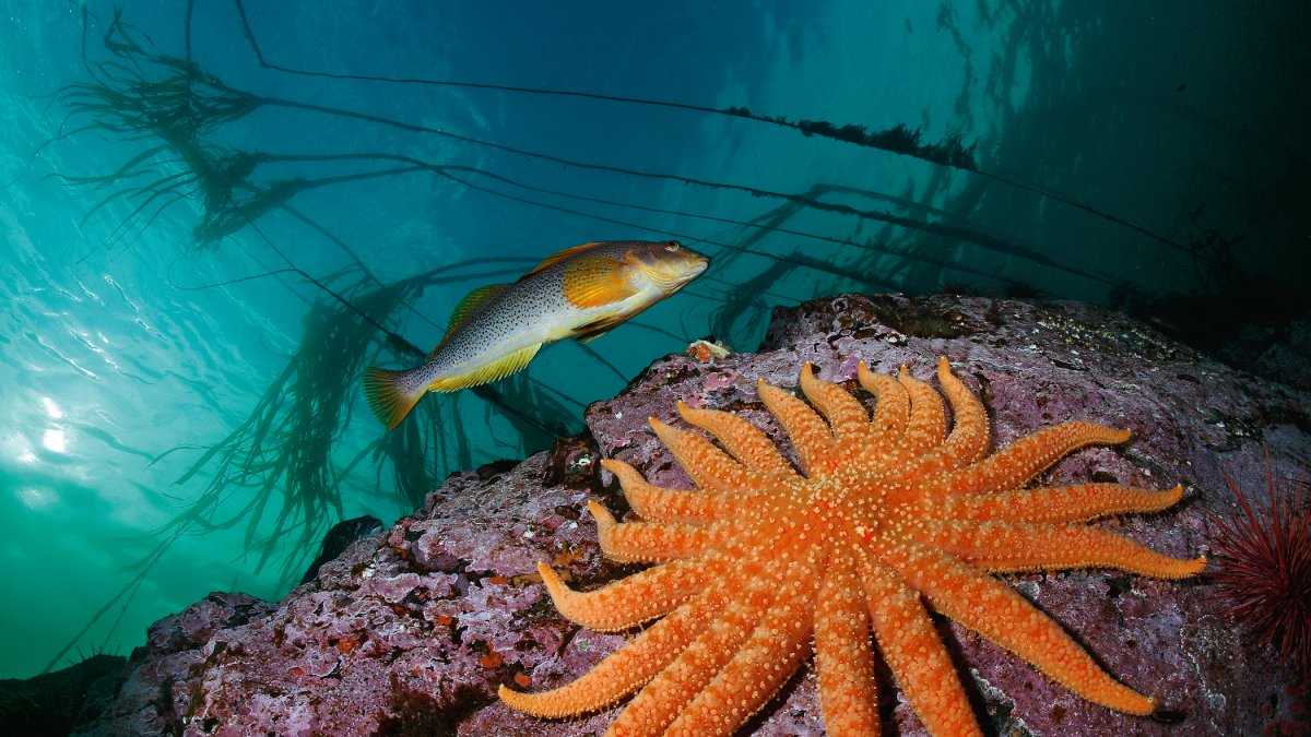 Un bacallà allargat passa nedant al costat d’una estrella de mar de dinou braços.