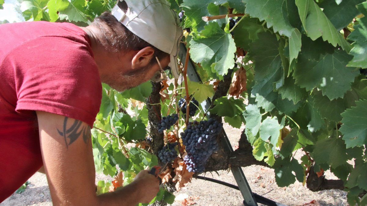 Un pagès cull raïm en una finca del Masroig, a la DO Montsant.