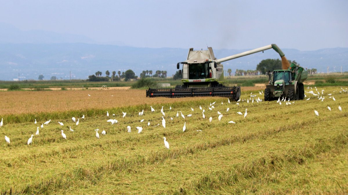 Una recol·lectora descarrega l'arròs segat a un tractor en un camp de Deltebre.