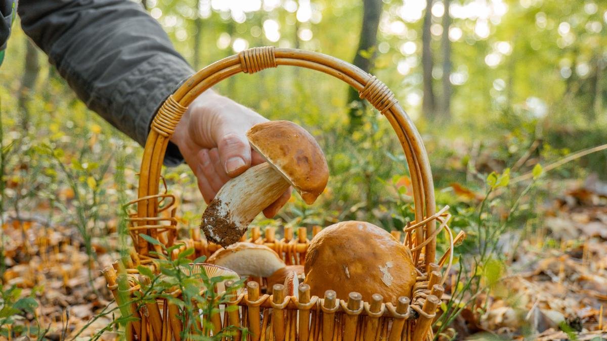 Los bosques de Tarragona empiezan a ofrecer las primeras setas de la temporada.