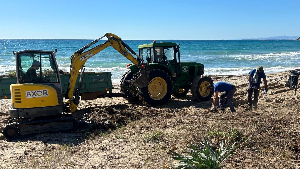 Aquesta setmana s’han eliminat diverses espècies vegetals invasores que seran substituïdes per plantes autòctones pròpies del litoral mediterrani