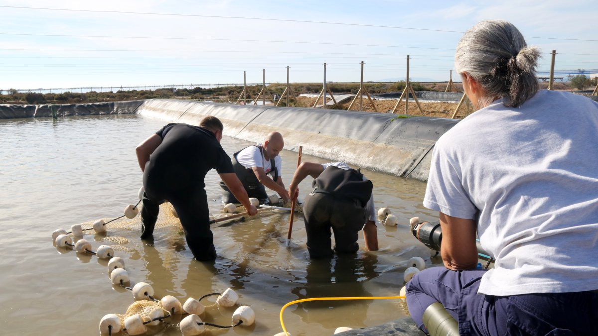 Segons ha explicat l'investigador de l'IRTA, Neil Duncan, els resultats obtinguts són esperançadors.