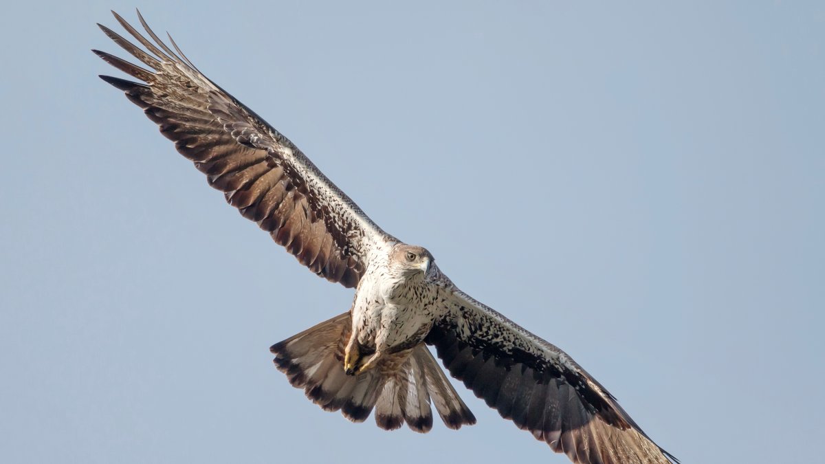 La central de la Selva del Camp consta de 4.872 panells solars