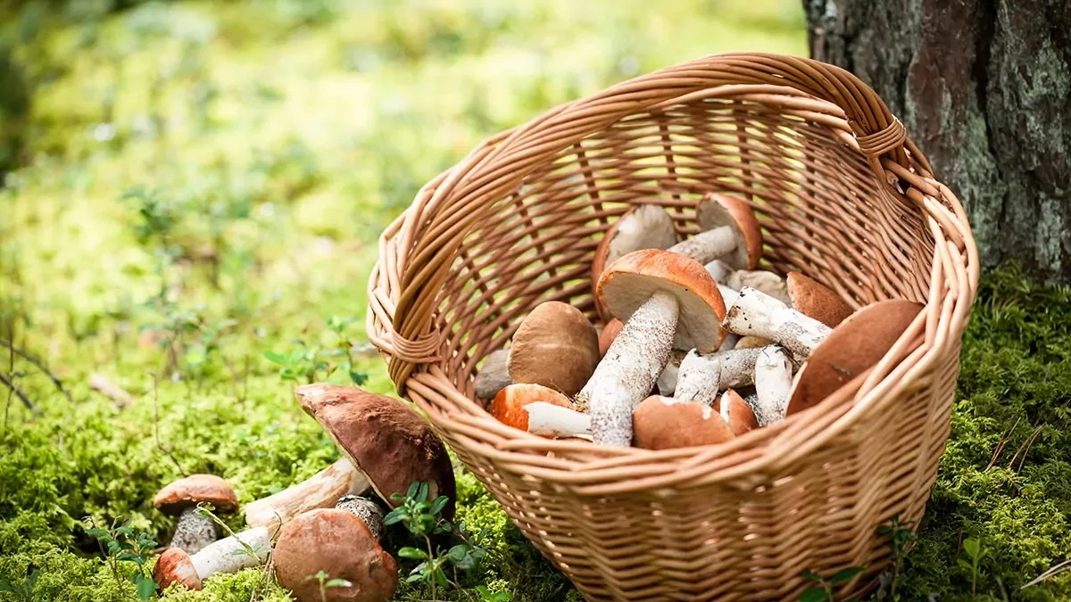 Imatge d’una cistella amb bolets.