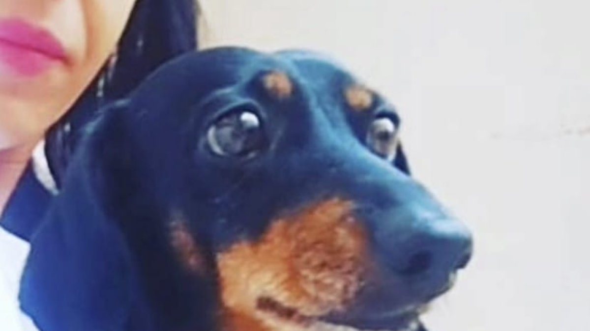 Imatge difosa de Leia.