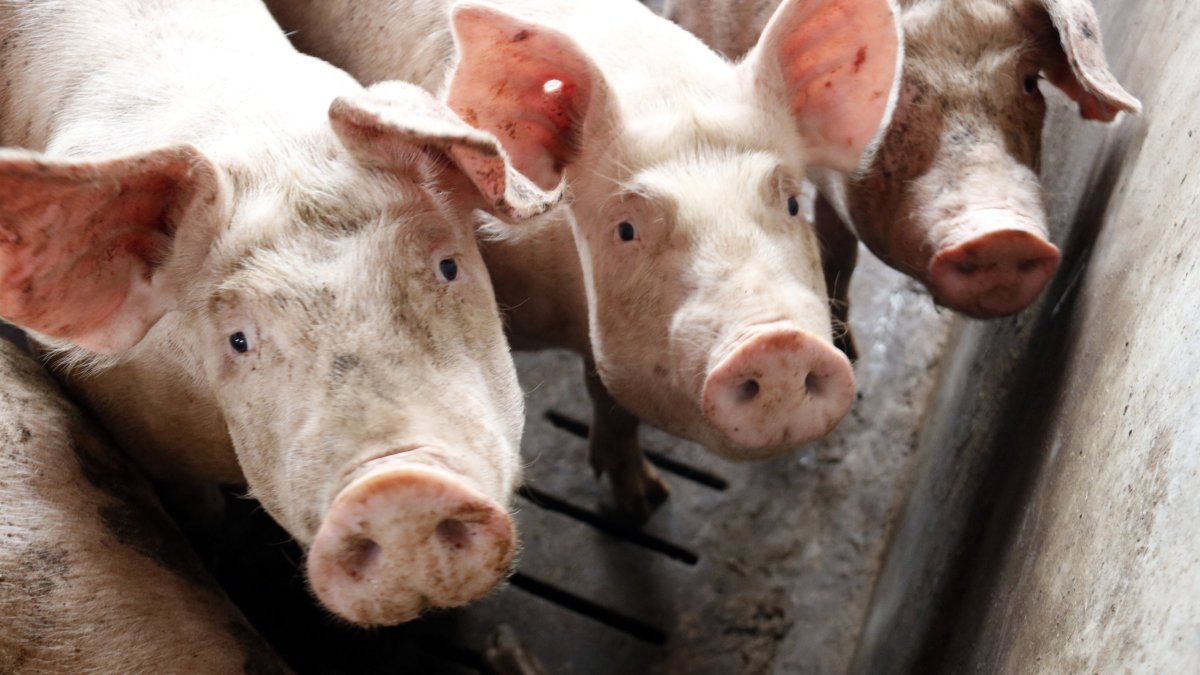 Cataluña se han detectado 10 casos de PPA durante los últimos cuatro días y establecido una cuarentena en la sierra de Collserola.