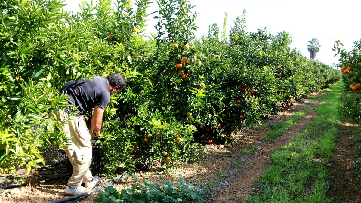 Un operari treballa en un camp de cítrics d'Alcanar.