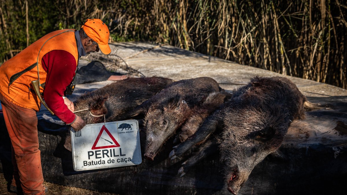 Un caçador amb la senyalització que indica que s'està fent batuda i els porcs senglars que s'han caçat aquest dimecres