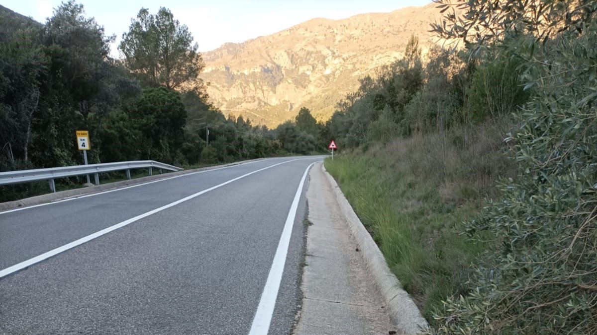 La especie más afectada este año ha sido el gato, con 65 animales atropellados