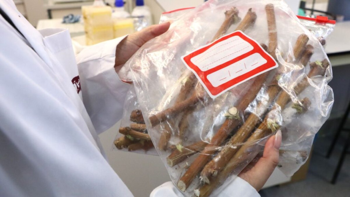 L'estudi conclou que l’episodi volcànic del 2021 no va provocar pèrdues de biodiversitat vitivinícola significatives.