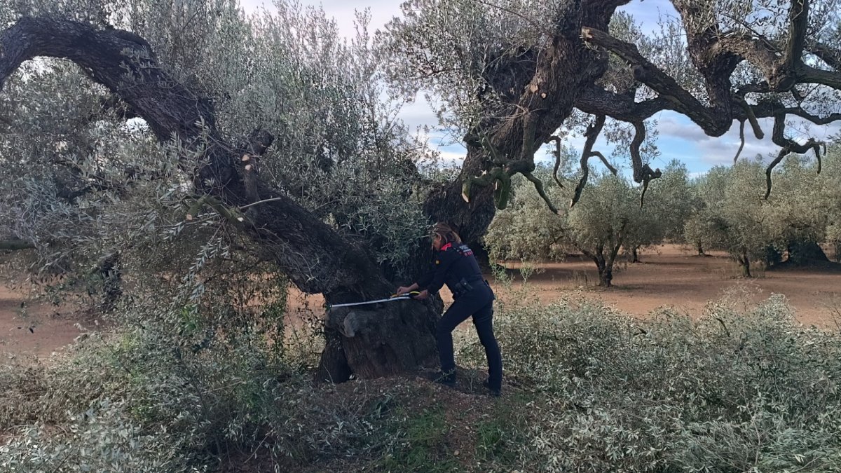 Imatge d'una de les oliveres monumentals localitzades a la finca de Santa Bàrbara.