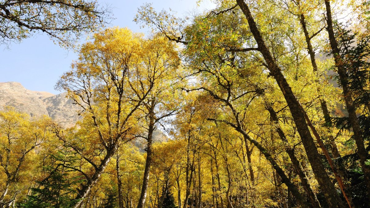 La creació de paisatges agroforestals més resilients es destaca com un àmbit clau per impulsar la bioeconomia a Catalunya.