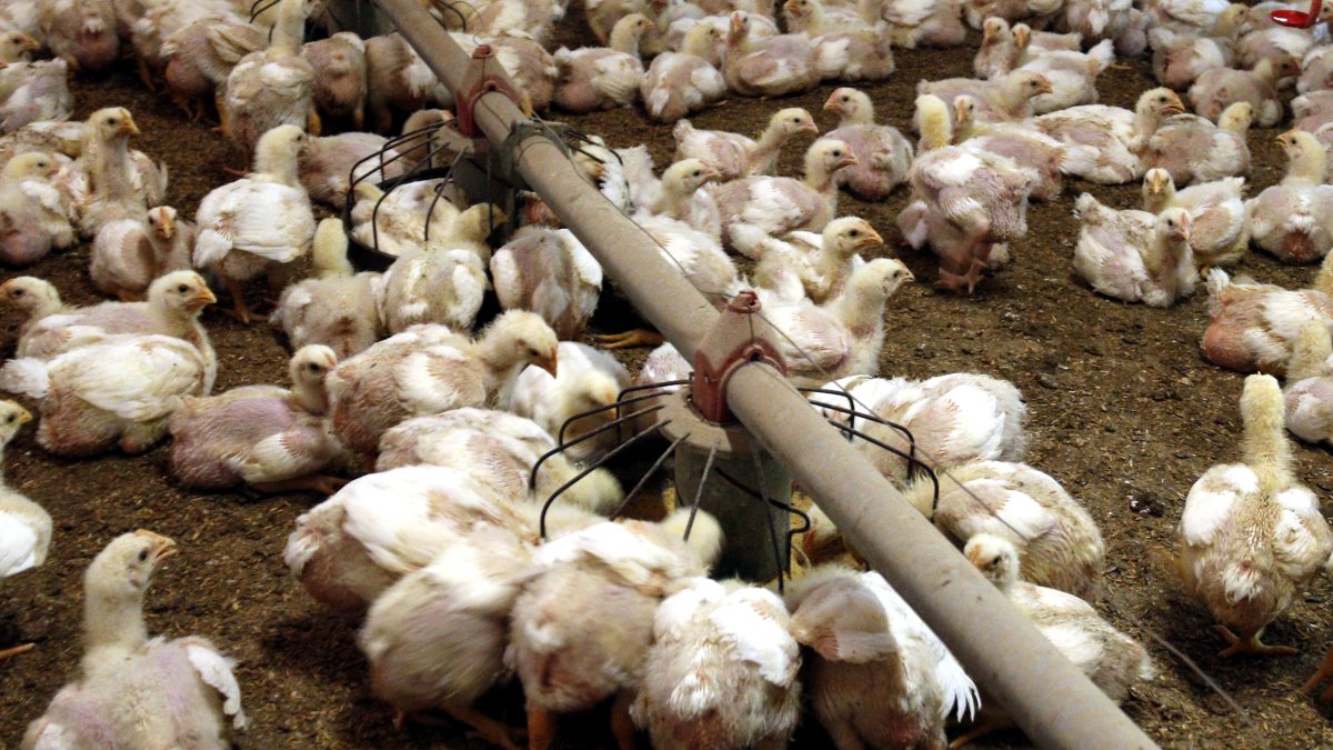 Una explotación avícola de las comarcas de Lleida, en una imagen de archivo.