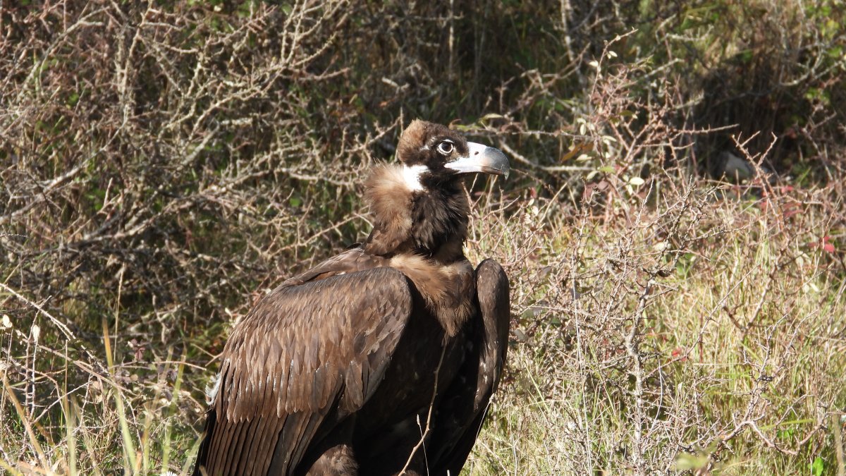 Foto de Arnes, uno de los ejemplares liberados