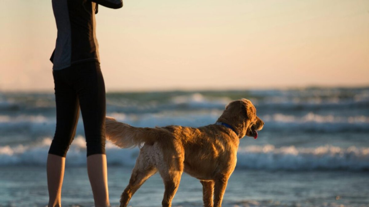 Un estudio investiga compuestos vegetales que mejoran la salud de los animales