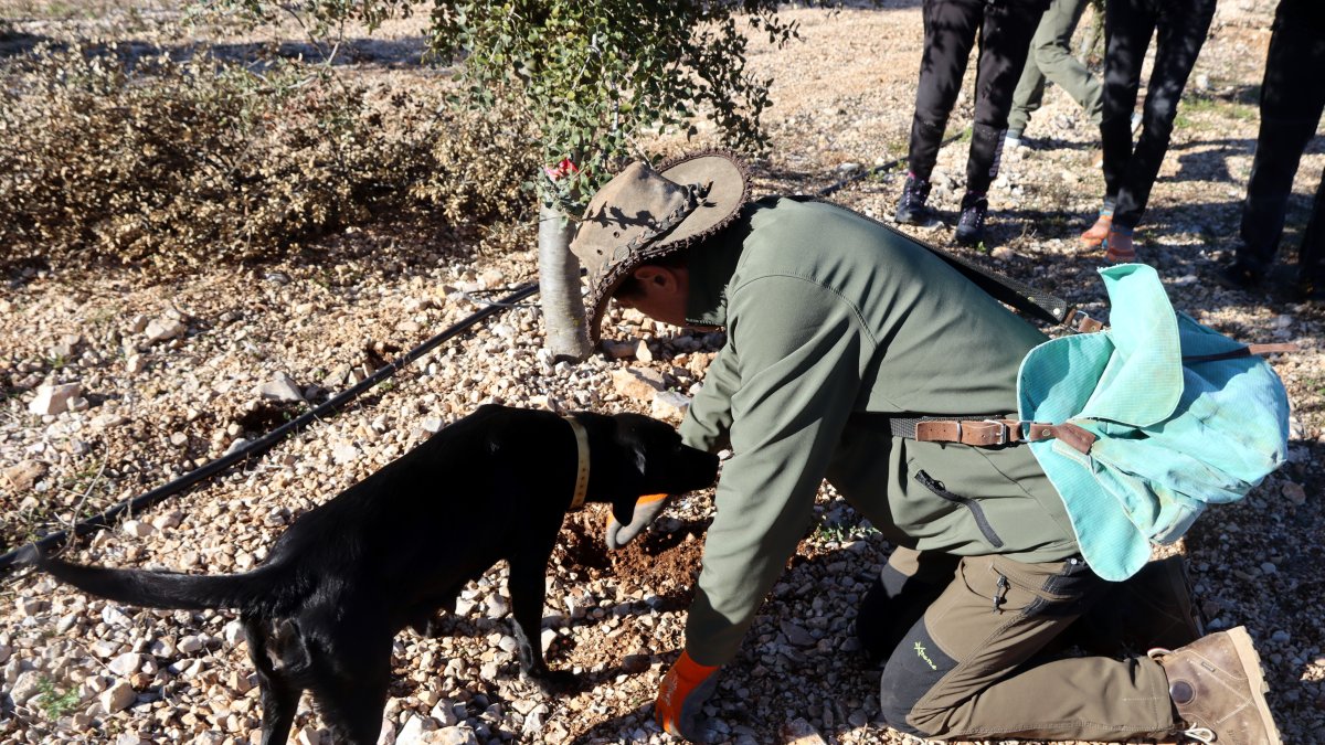 Un campo de cultivo de trufa